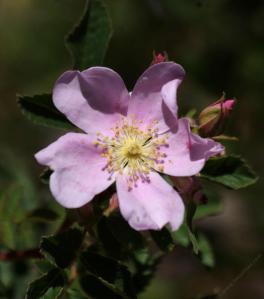 rosa-californica