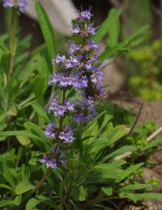 Creeping Sage- Salvia Sonomensis