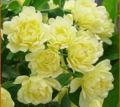 Lady Banks Climbing Rose